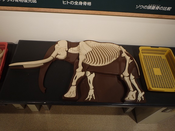 New】体験ミュージアム ナウマンゾウの骨を組み立ててみよう