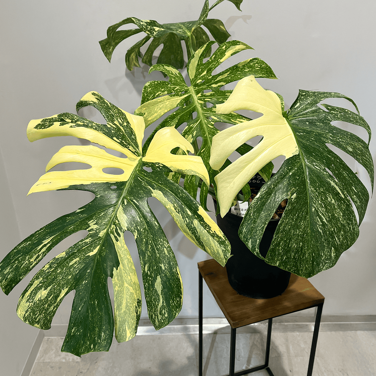 モンステラ デリシオーサ 黄斑】大株｜観葉植物｜観葉植物の通販サイト