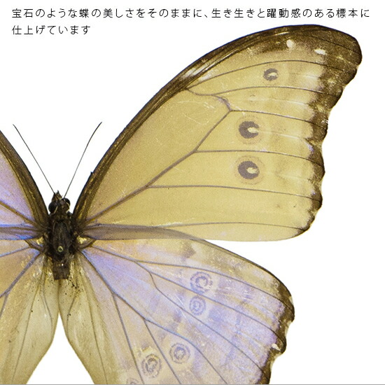 楽天市場】昆虫標本 蝶の標本 ゴダルティモルフォ ボリビア産 アクリル