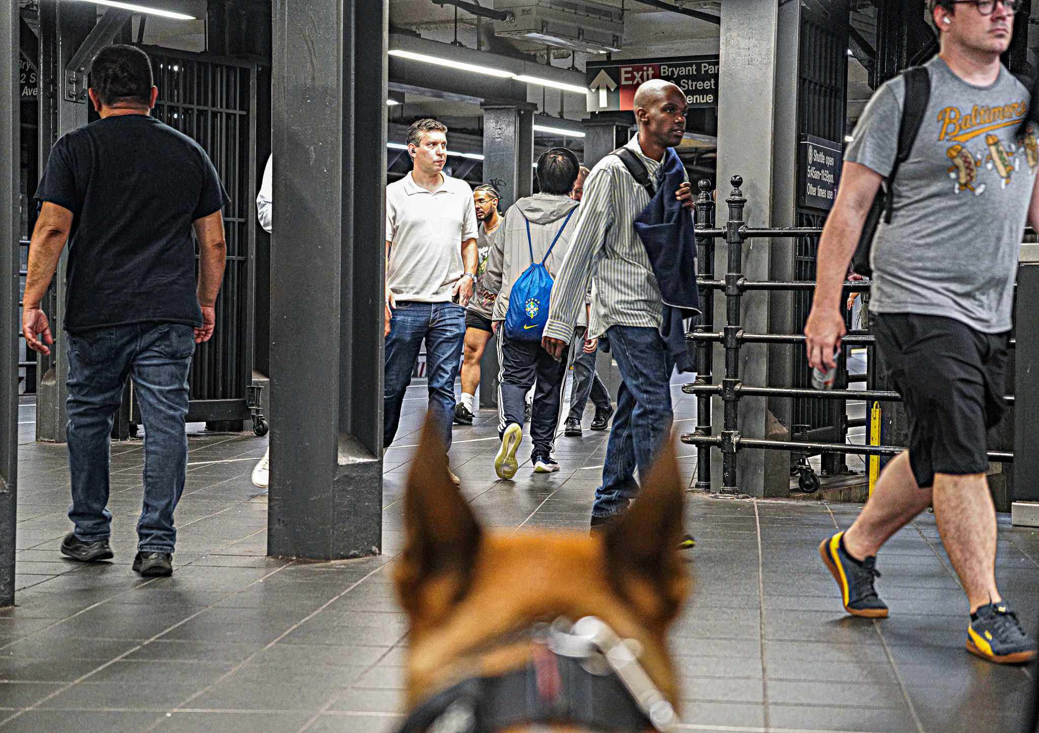 NYPD's K-9 Transit Team Keeps Subways Safe
