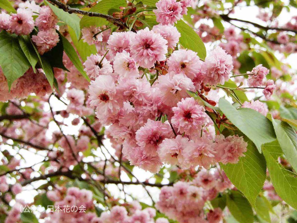 ハ行 | 桜図鑑｜公益財団法人日本花の会