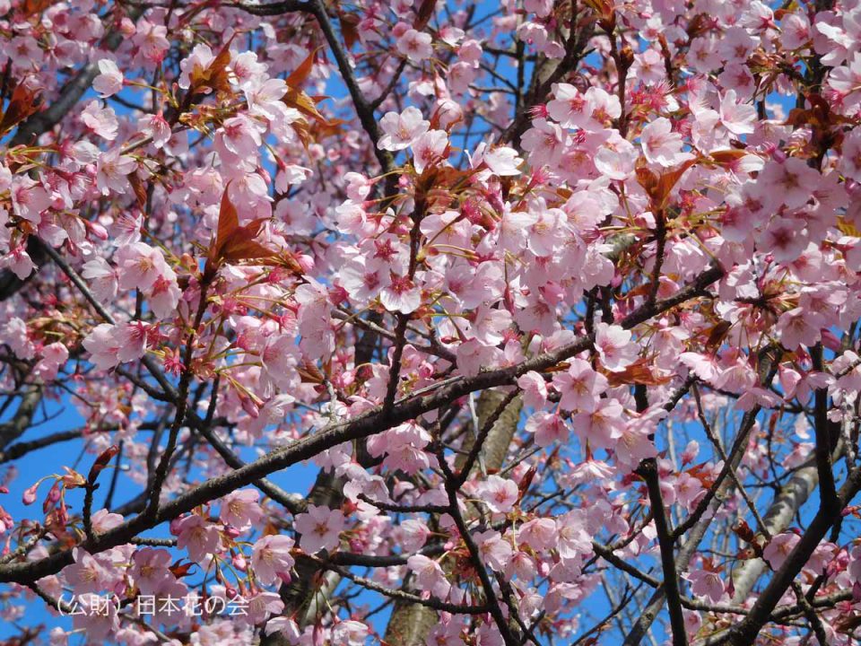 ハ行 | 桜図鑑｜公益財団法人日本花の会