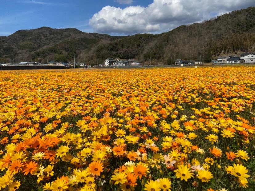 松崎町】「田んぼをつかった花畑」 | しずおか農山村サポーター むらサポ