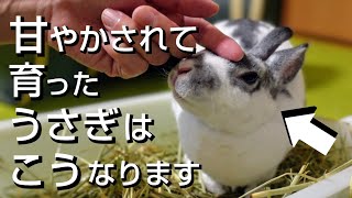 Overprotected?!] 6 Behaviors Only Spoiled Rabbits Show - YouTube