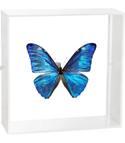 Amazon.co.jp: 蝶の標本 ゴダルティモルフォ ペルー産 Morpho godarti