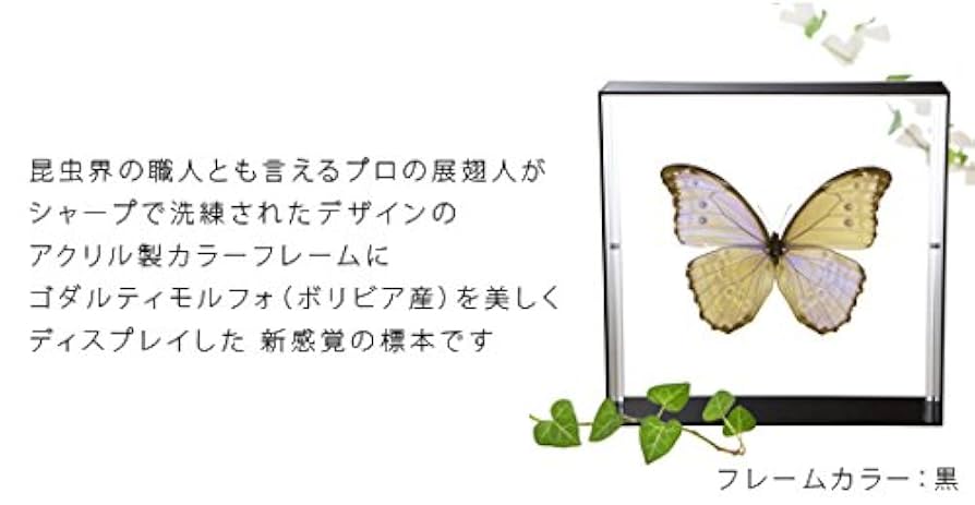 ゴダルティモルフォチョウ♀標本 117mm稀♀☆南米ボリビア産淡真珠色