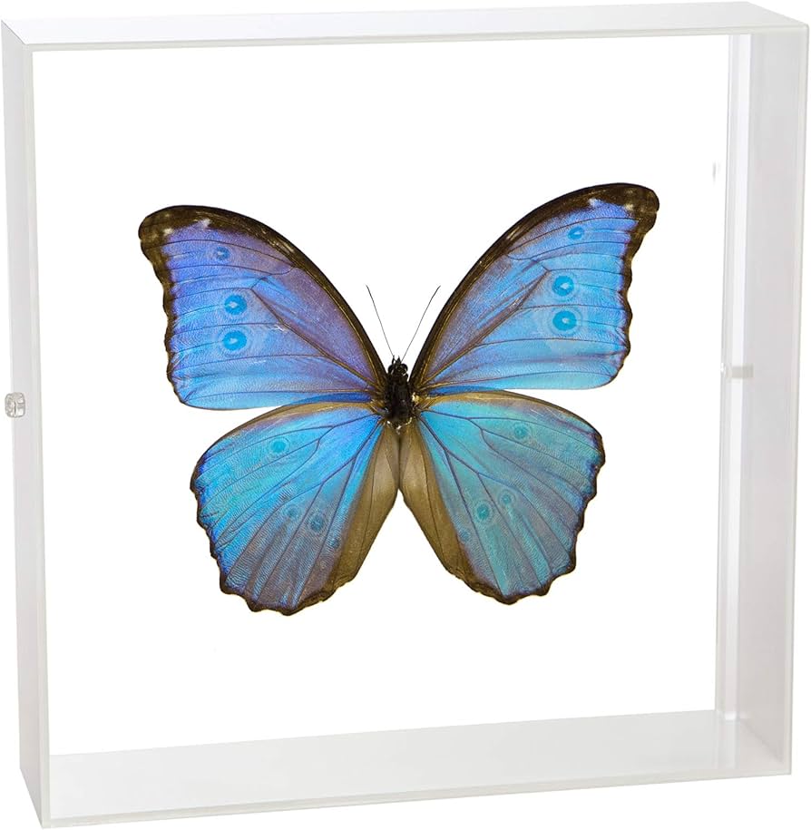 Amazon.co.jp: 蝶の標本 ゴダルティモルフォ ペルー産 Morpho godarti