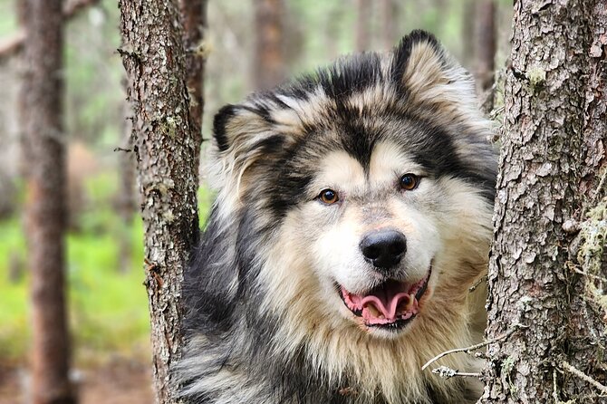2026 フェアバンクスでのアラスカ犬ぞりツアー、提供元：Howling Bay