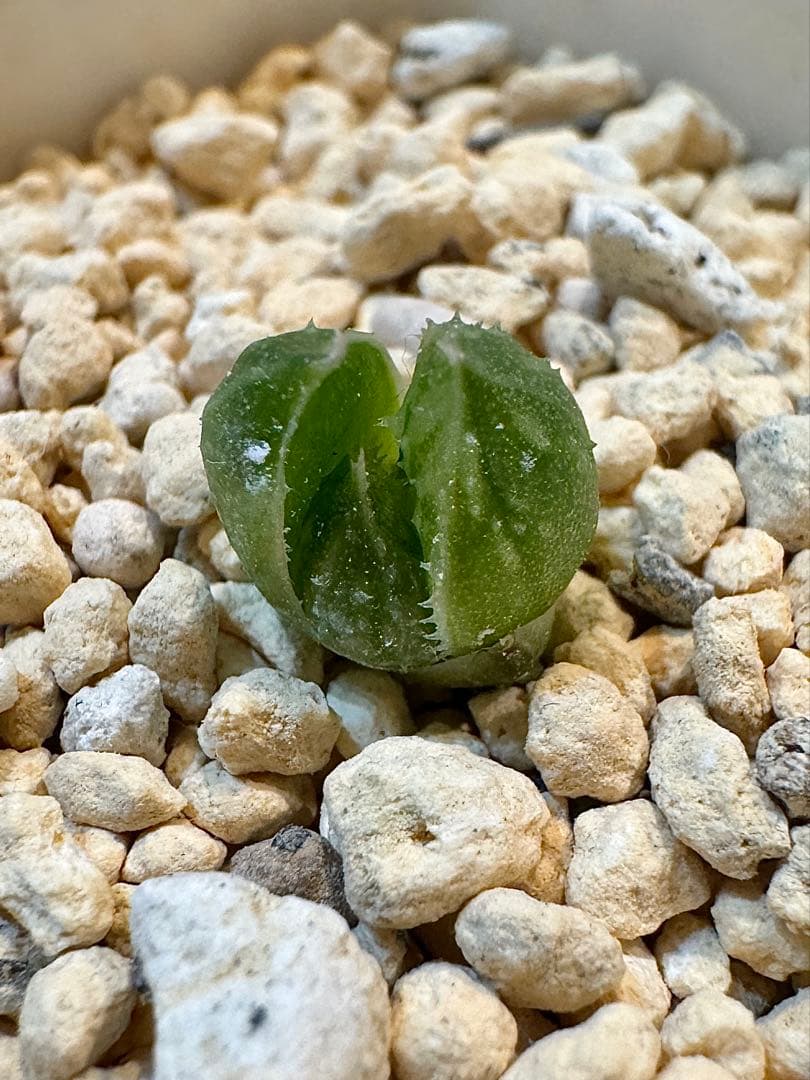 ハオルチア　ナイルの一滴　カキ仔　未発根②＆①＆白蛇伝葉挿し苗セット　メルカリ便 ⚠️高額注意⚠️ ハオルチア ナイルの一滴 - メルカリ