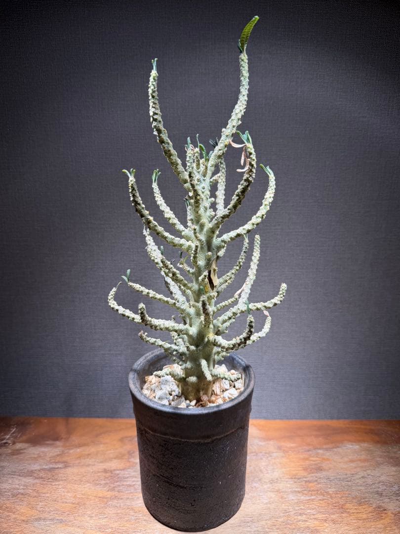 ドルステニア ギガス ブラータ 発根済み 現品限り】ドルステニア・ギガス ブラータ 挿し木 発根済み【E41