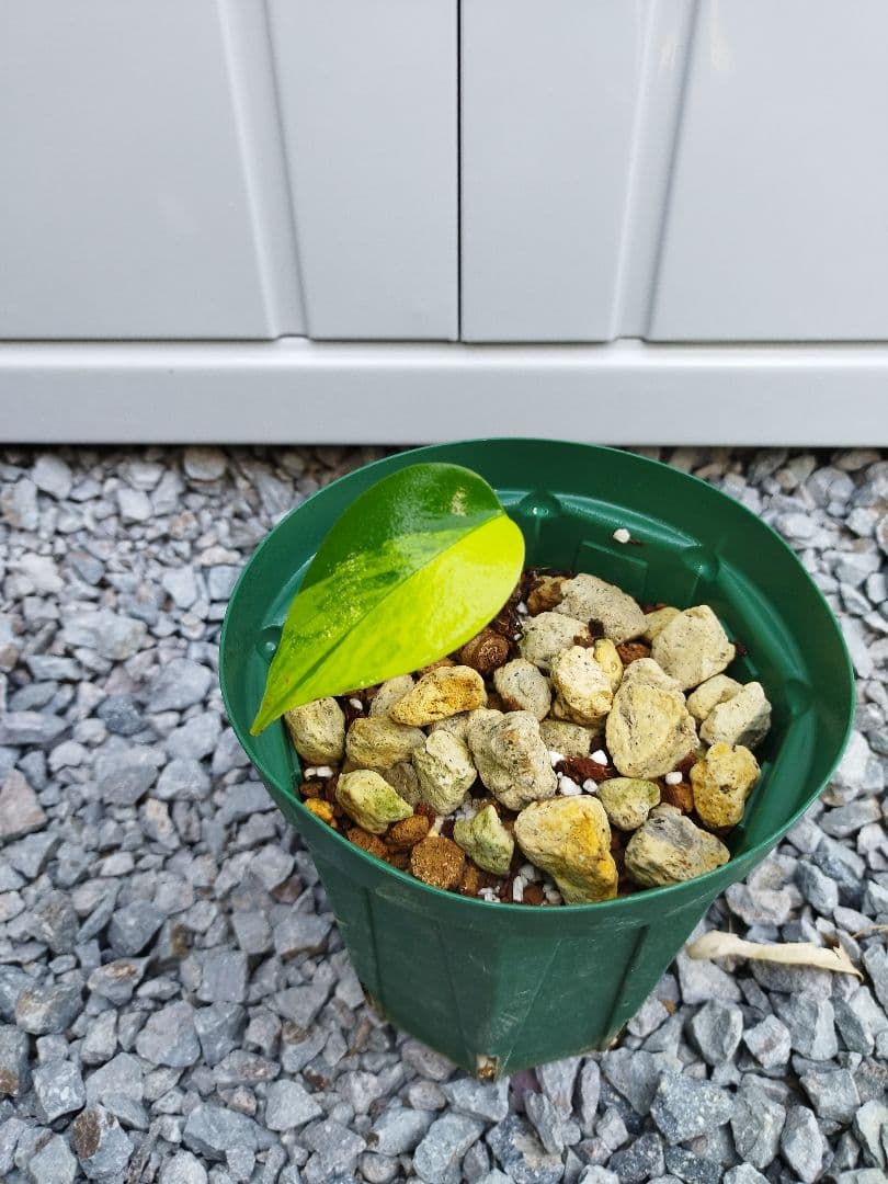 モンステラ　黄斑　オーシャンミントデリシオーサ　鉢ごと発送