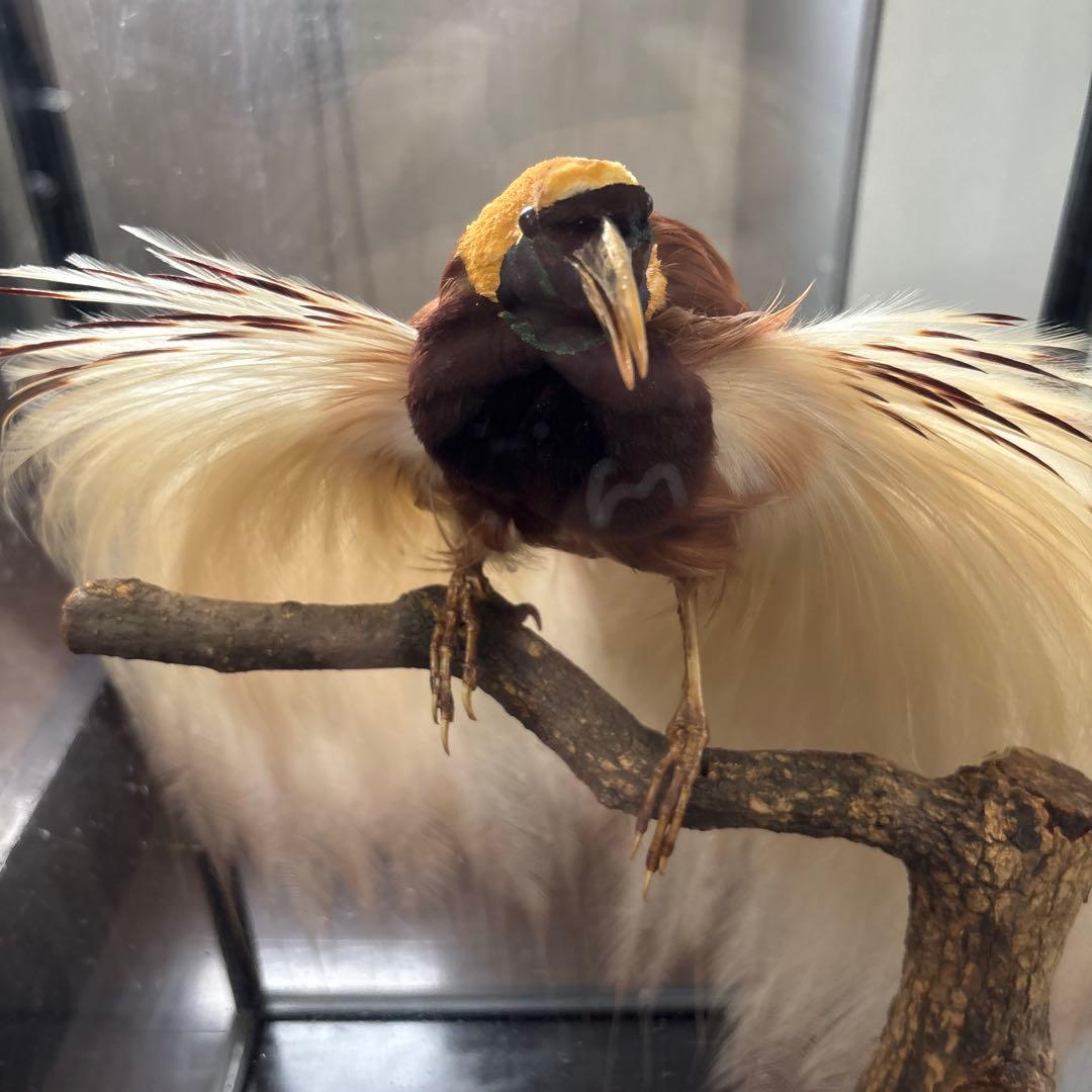 （風鳥）　（極楽鳥）　剥製　置物