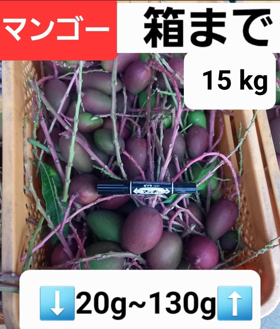 マンゴー+摘果 /15 kg including box