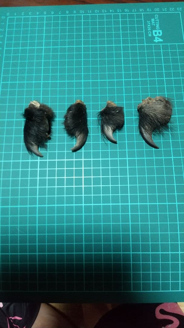 熊の爪